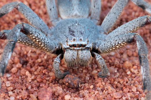 Huntsman Spider (Pediana sp) (Pediana sp)